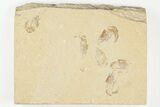 Six Cretaceous Fossil Shrimp (Carpopenaeus) - Hjoula, Lebanon #202161-1
